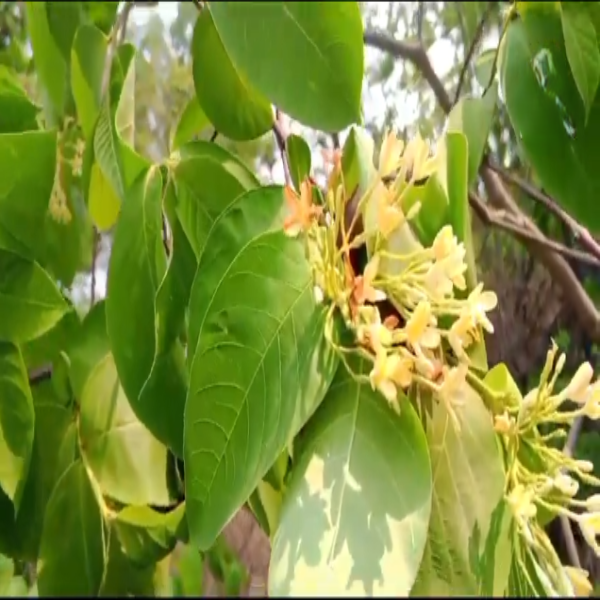 Kudava flower (Wild Vegetables) Kudava flower (Wild Vegetables)