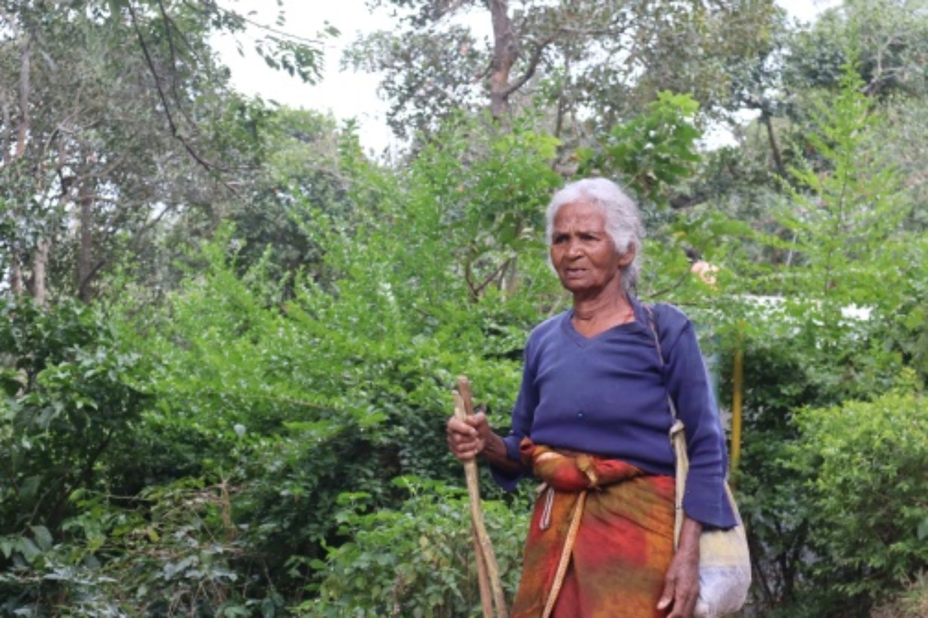 Women collecting Bamboo Women collecting Bamboo