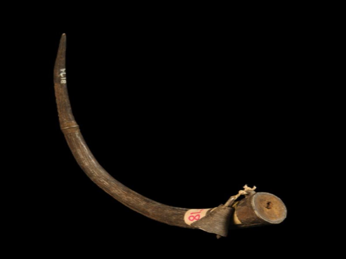 Khond Bridegroom's Wedding Horn Khond Bridegroom's Wedding Horn