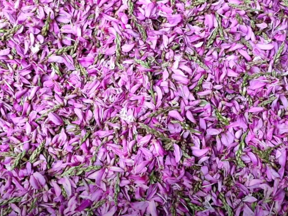 Curry of Jeerhol Flower Curry of Jeerhol Flower