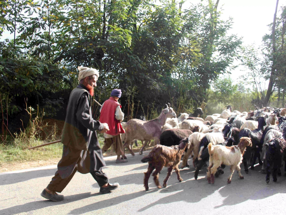 Bakarwal Tribe Bakarwal Tribe
