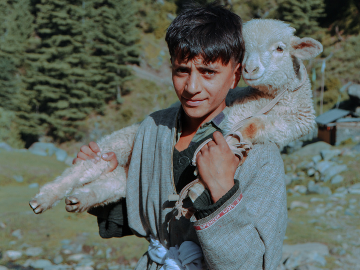 BAKARWAL TRIBE BAKARWAL TRIBE