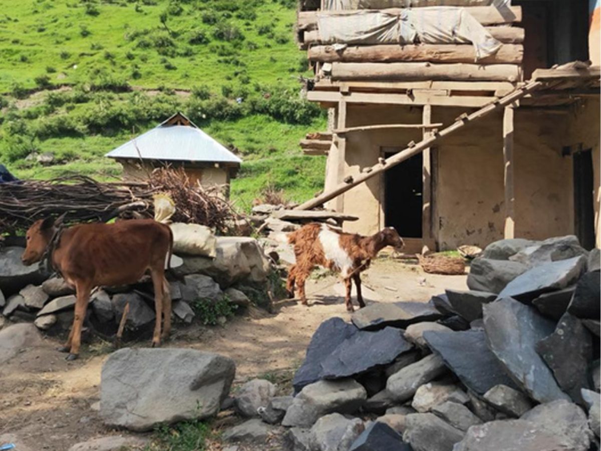 GUJJAR TRIBE GUJJAR TRIBE