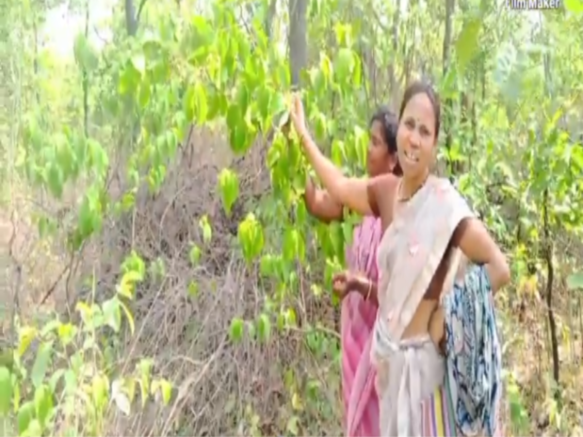 Kudava flower (Wild Vegetables) Kudava flower (Wild Vegetables)