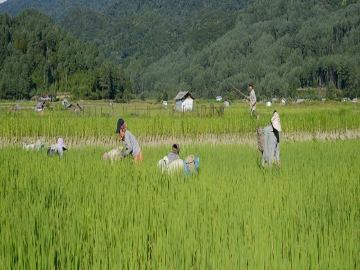 Adi Ecological Knowledge Adi Ecological Knowledge