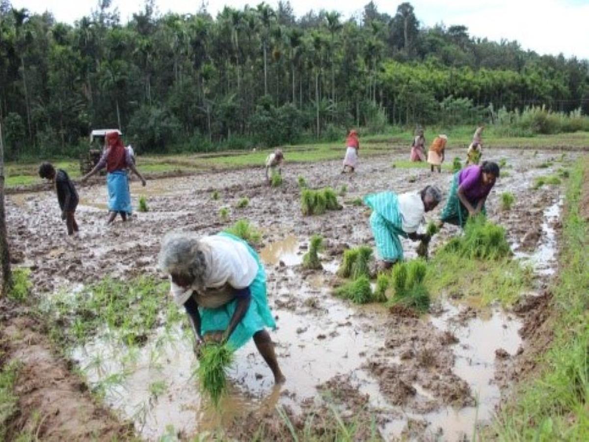 Paniyan Tribe Livelihood Paniyan Tribe Livelihood