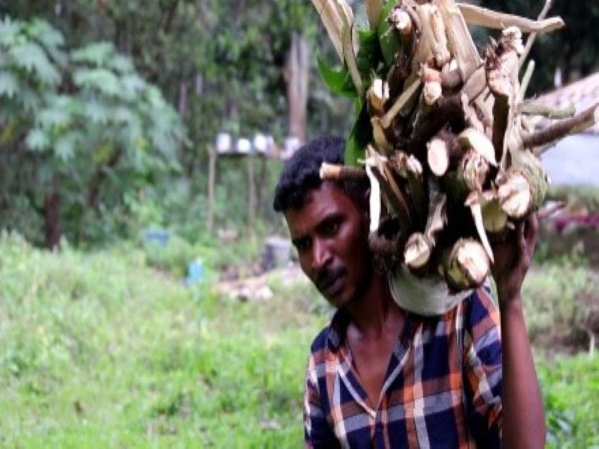 Livelihood of Kurumba Tribes Livelihood of Kurumba Tribes