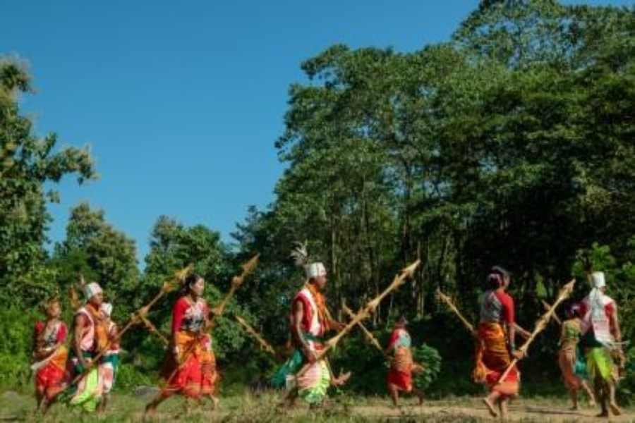 Bijuli Bamboo Bijuli Bamboo