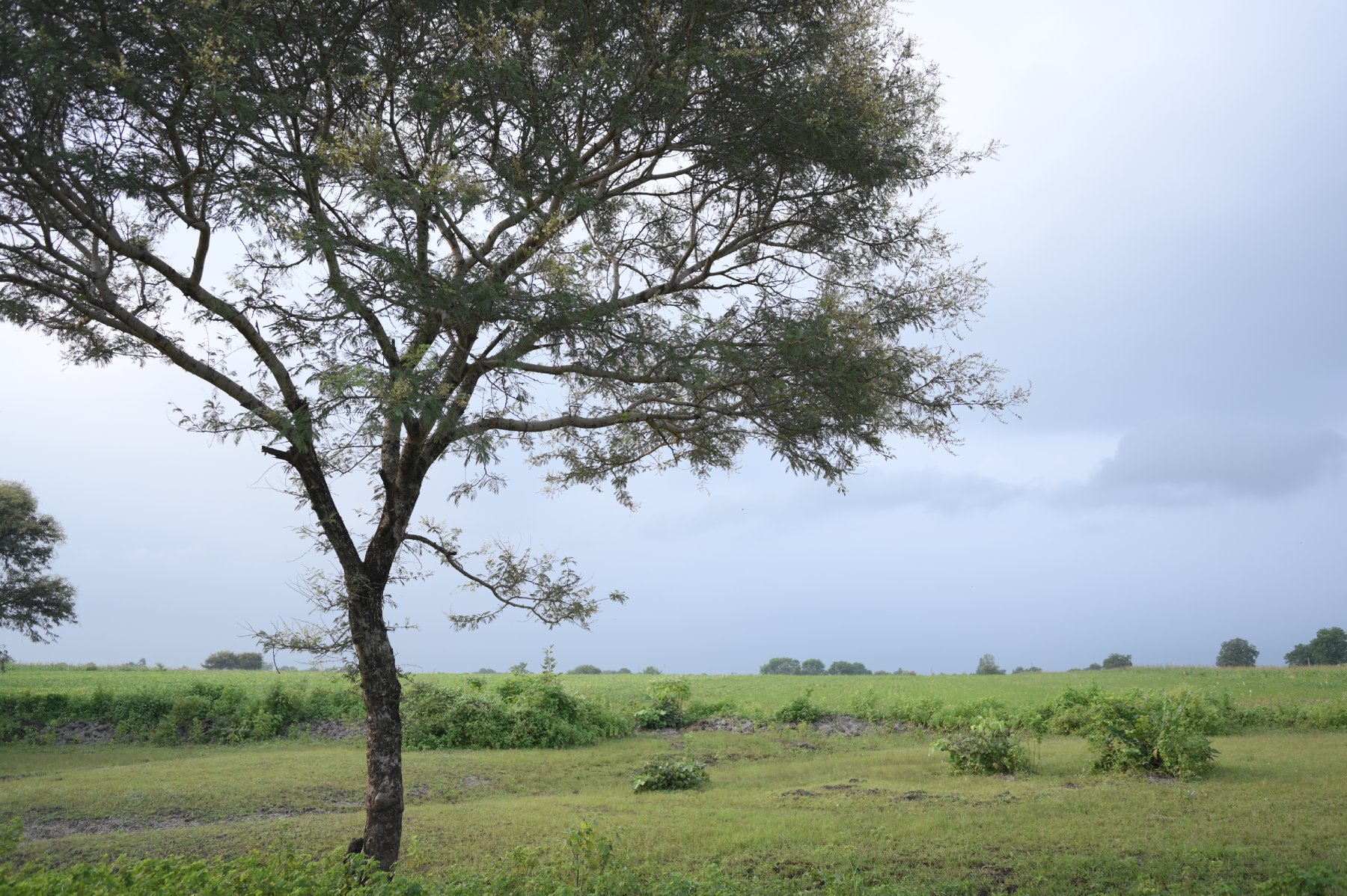 Satpura and Melghat area