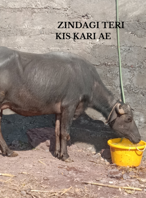 Zindagi Teri Kis Kari Ae Zindagi Teri Kis Kari Ae