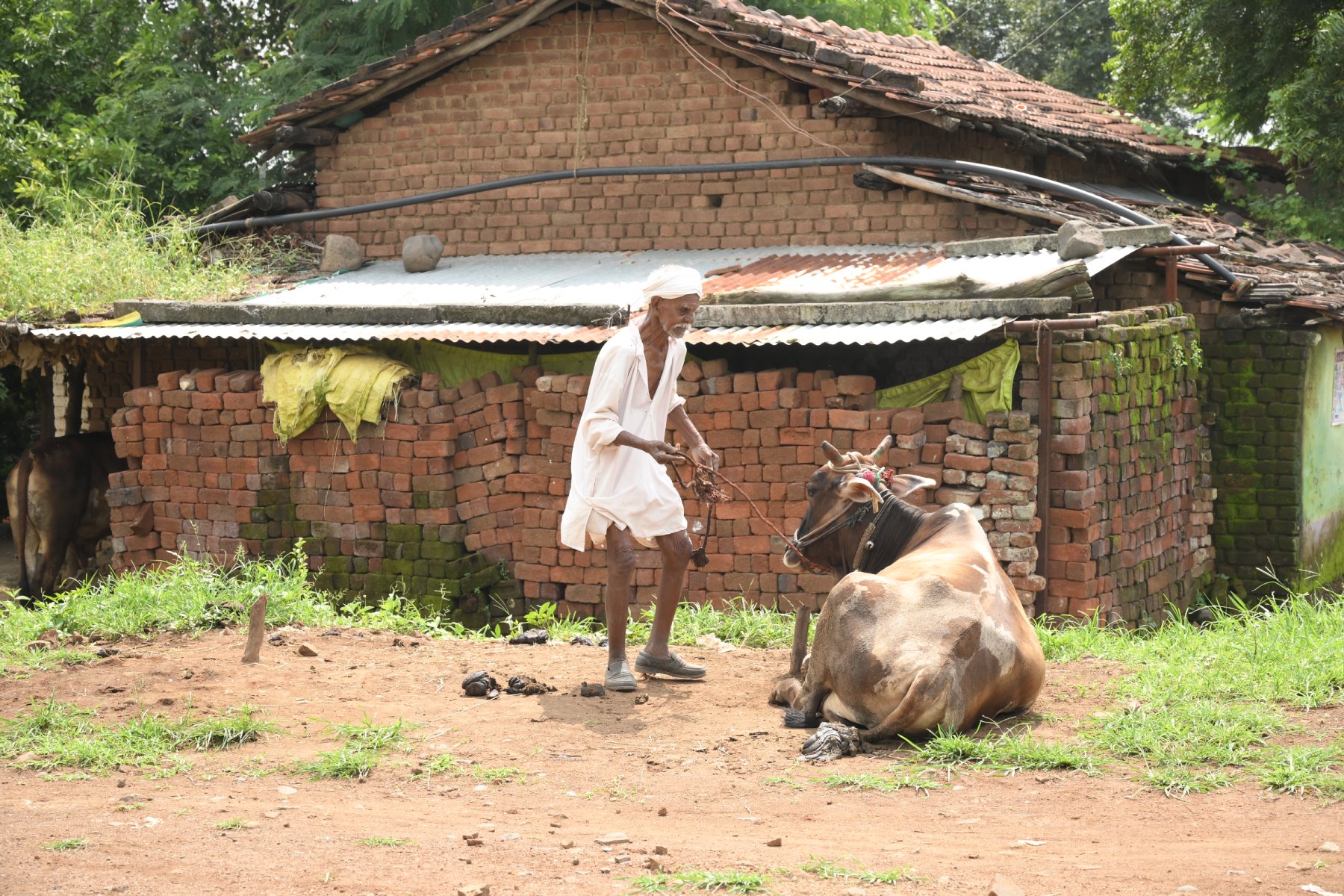 Livestock of Korku 
