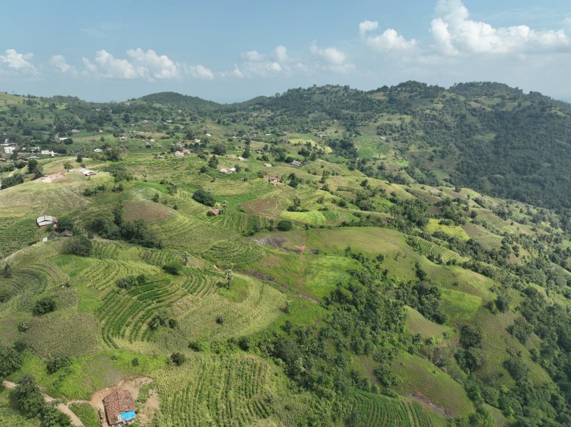 Farms of Rathwa tribe