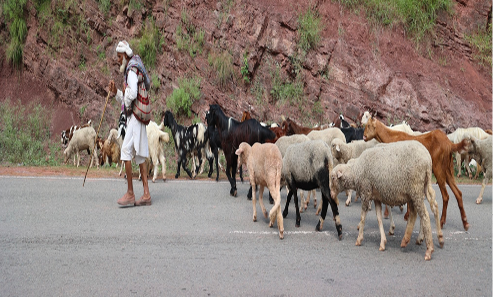 Gujjar – Bakarwal man with sheeps Gujjar – Bakarwal man with sheeps