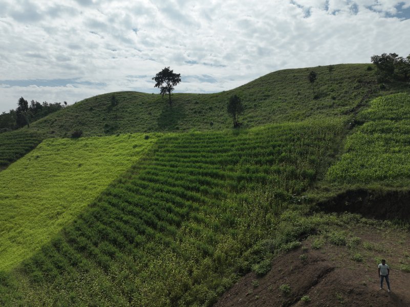 Farming by rathwa tribe