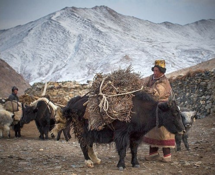 Livestock of Changpa Livestock of Changpa