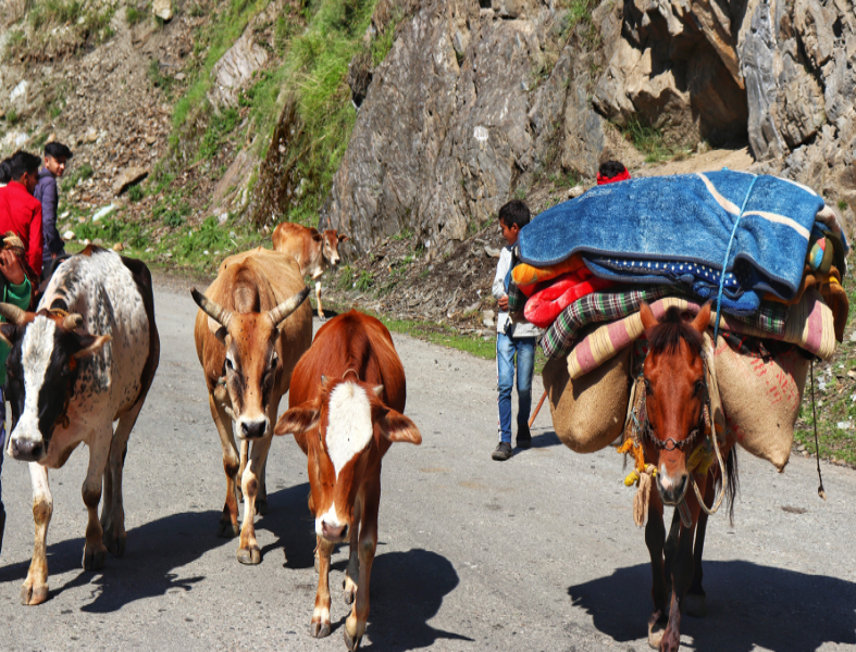 Animals used for carrying purpose Animals used for carrying purpose