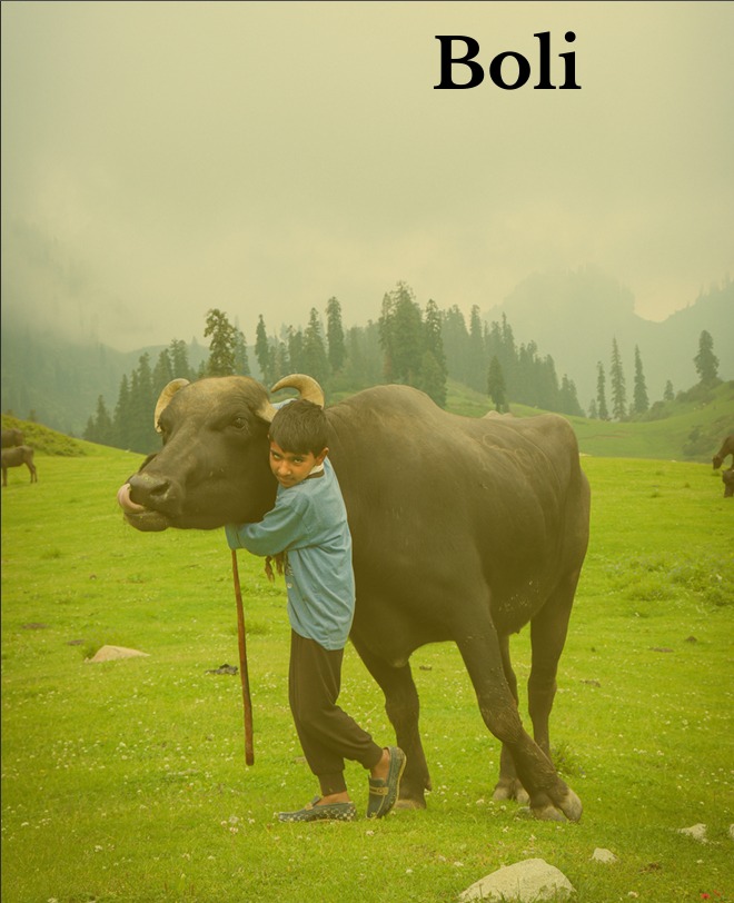 A child and Buffalo on Kashmiri Hills A child and Buffalo on Kashmiri Hills