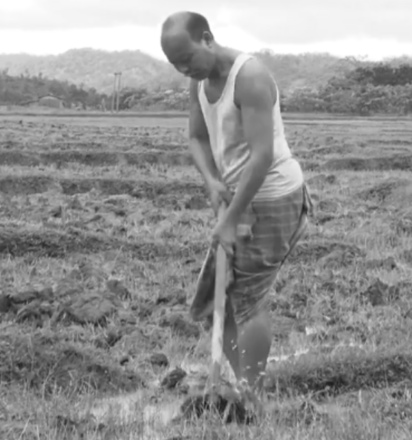 Impact on Black Rice Cultivation Impact on Black Rice Cultivation
