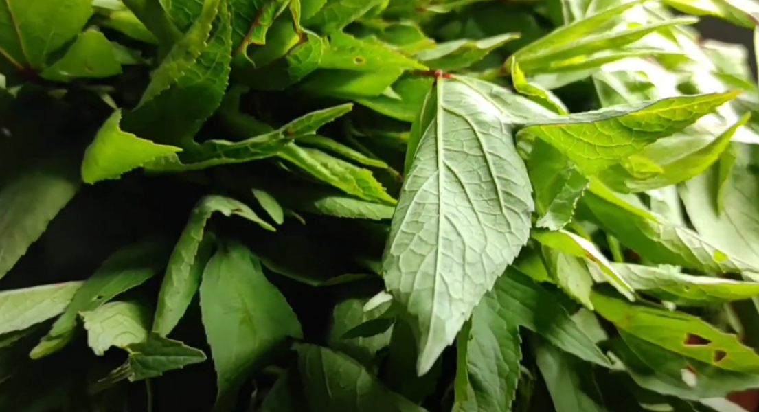 Roselle Plant Roselle Plant