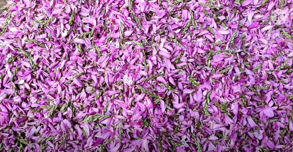 Jeerhol Flower Jeerhol Flower