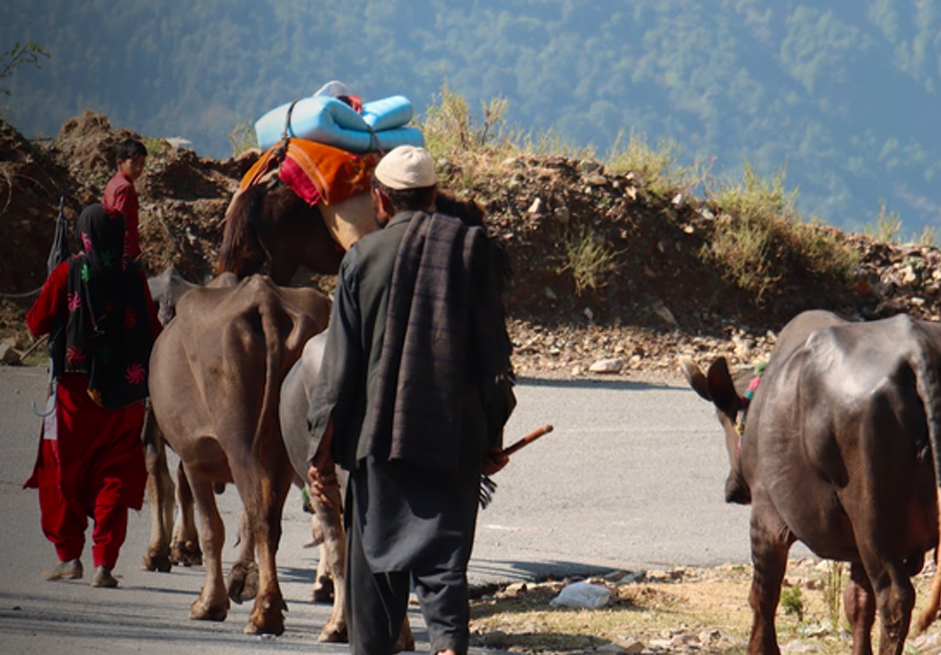 Gujjar - Bakarwal Tribe Gujjar - Bakarwal Tribe