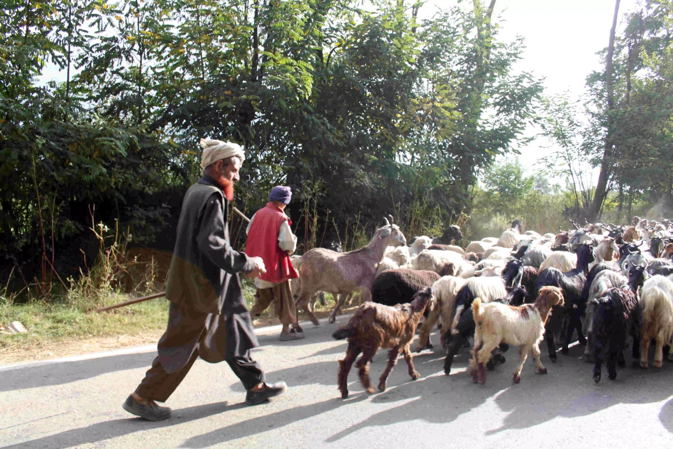 Bakarwal Tribe with their Sheeps Bakarwal Tribe with their Sheeps