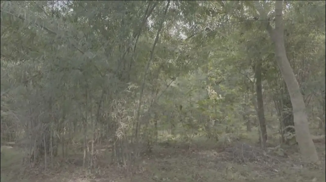 Role of Bamboo Craft in Environmental Sustainability Role of Bamboo Craft in Environmental Sustainability