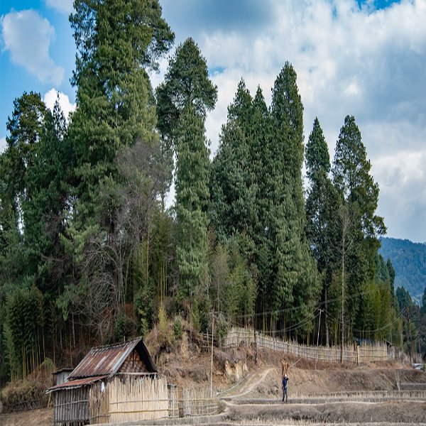 Forestry and Agroforestry Forestry and Agroforestry