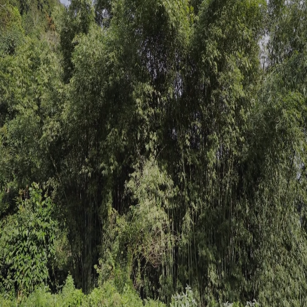 Forest of Adis Forest of Adis