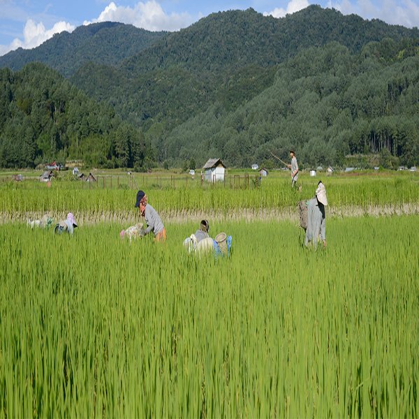 Community working in fields Community working in fields