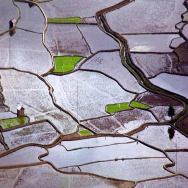 Apatani Agriculture Apatani Agriculture