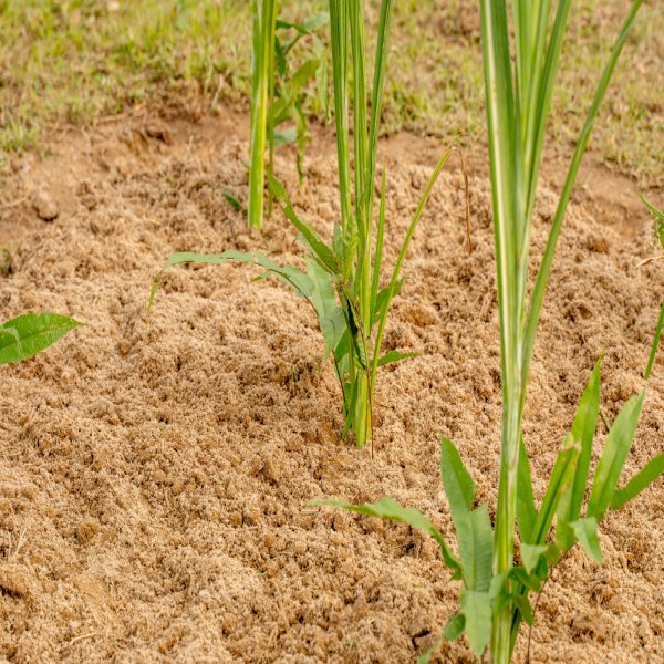 Agriculture Agriculture