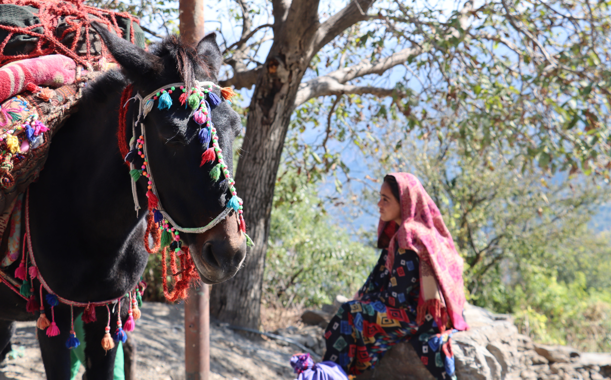 Gujjar - Bakarwal Woman with Horse Gujjar - Bakarwal Woman with Horse