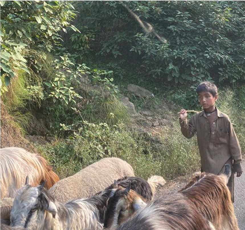 Livelihood Practices Livelihood Practices
