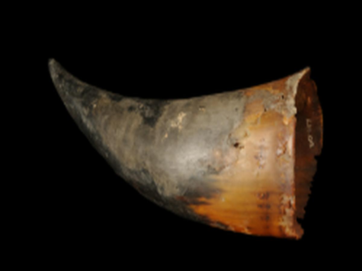 Conical shaped horn mug Conical shaped horn mug